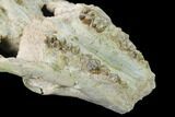 Partial, Fossil Oreodont (Merycoidodon) Skull - Wyoming #169163-7